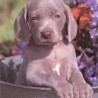 Weimaraner